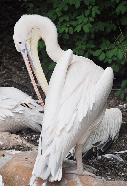 Free Nature Bird photo and picture