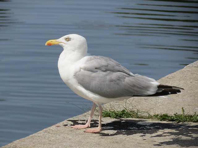 Free Herring Gull Stralsund photo and picture