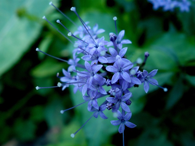 Blomst, Natur, Have, Kronblad, Blomster