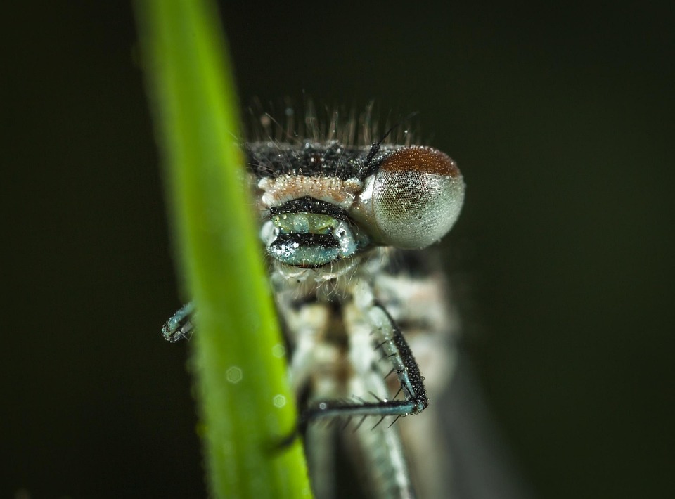 Insect Invertebrate Animals - Free photo on Pixabay - Pixabay