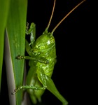 bespozvonochnoe, grasshopper, insect