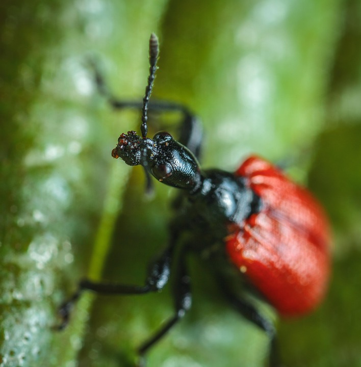 Intobole Insects Insect Nature Invertebrate - Free photo on Pixabay - Pixabay