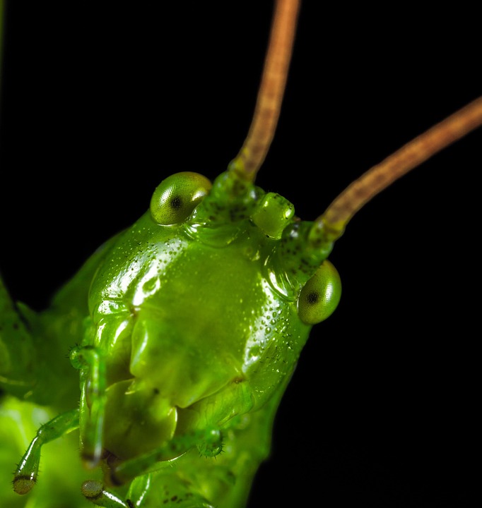 Insect Without Shell No One Invertebrate Insect - Free photo on Pixabay