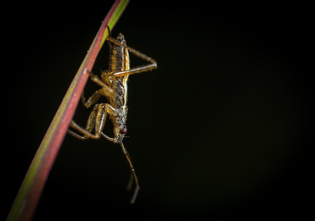 Insect Invertebrate No One - Free photo on Pixabay - Pixabay