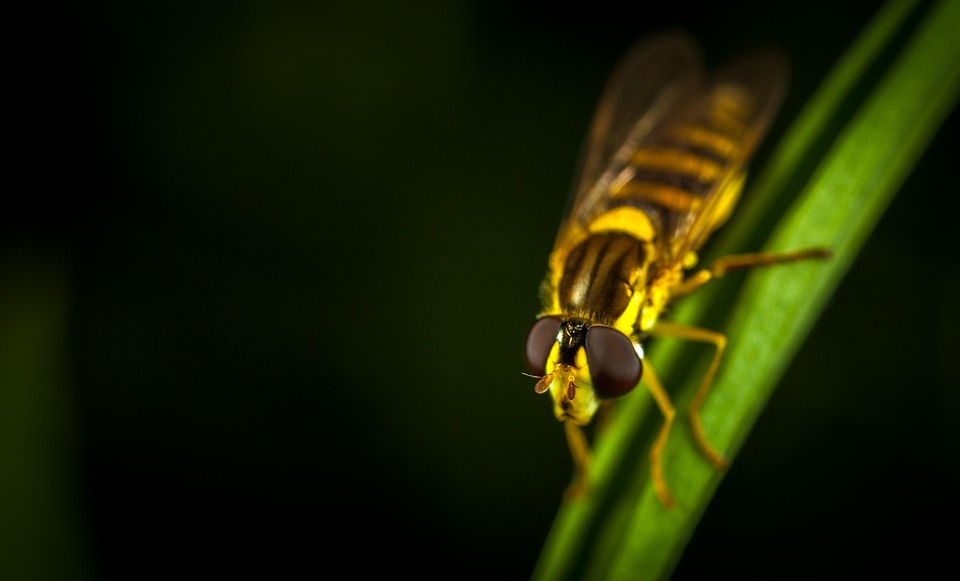 Insect No One Nature - Free photo on Pixabay - Pixabay