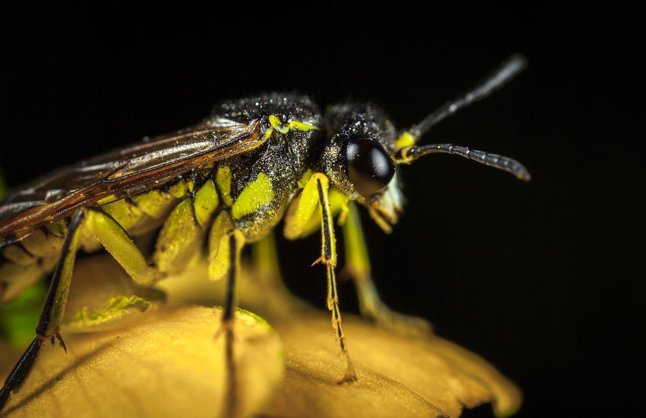 Insect Invertebrate Nature - Free photo on Pixabay - Pixabay