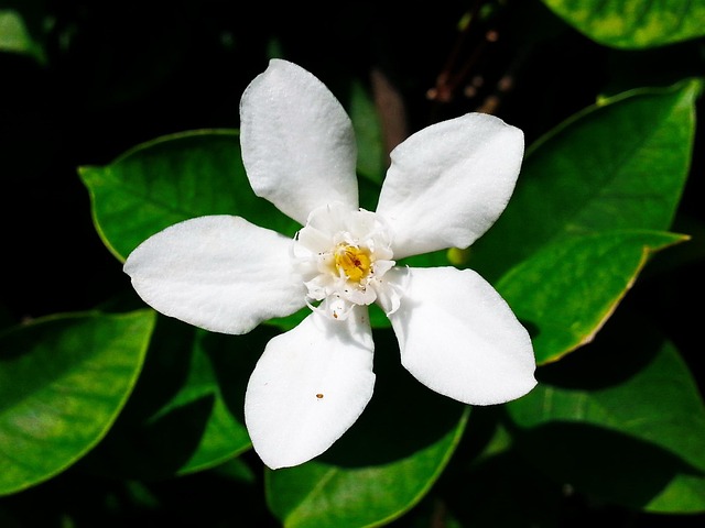 Blomst, Hvid, Natur, Grøn, Plante, Flora