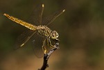 insect, dragonfly, wildlife