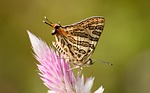 nature, insect, butterfly