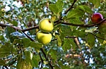 apple, apple tree, fruit