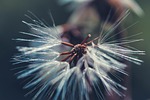 bright, nature, close
