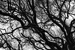 tree, branch, bare branch