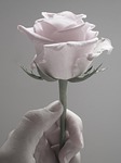 flower, desktop, nature
