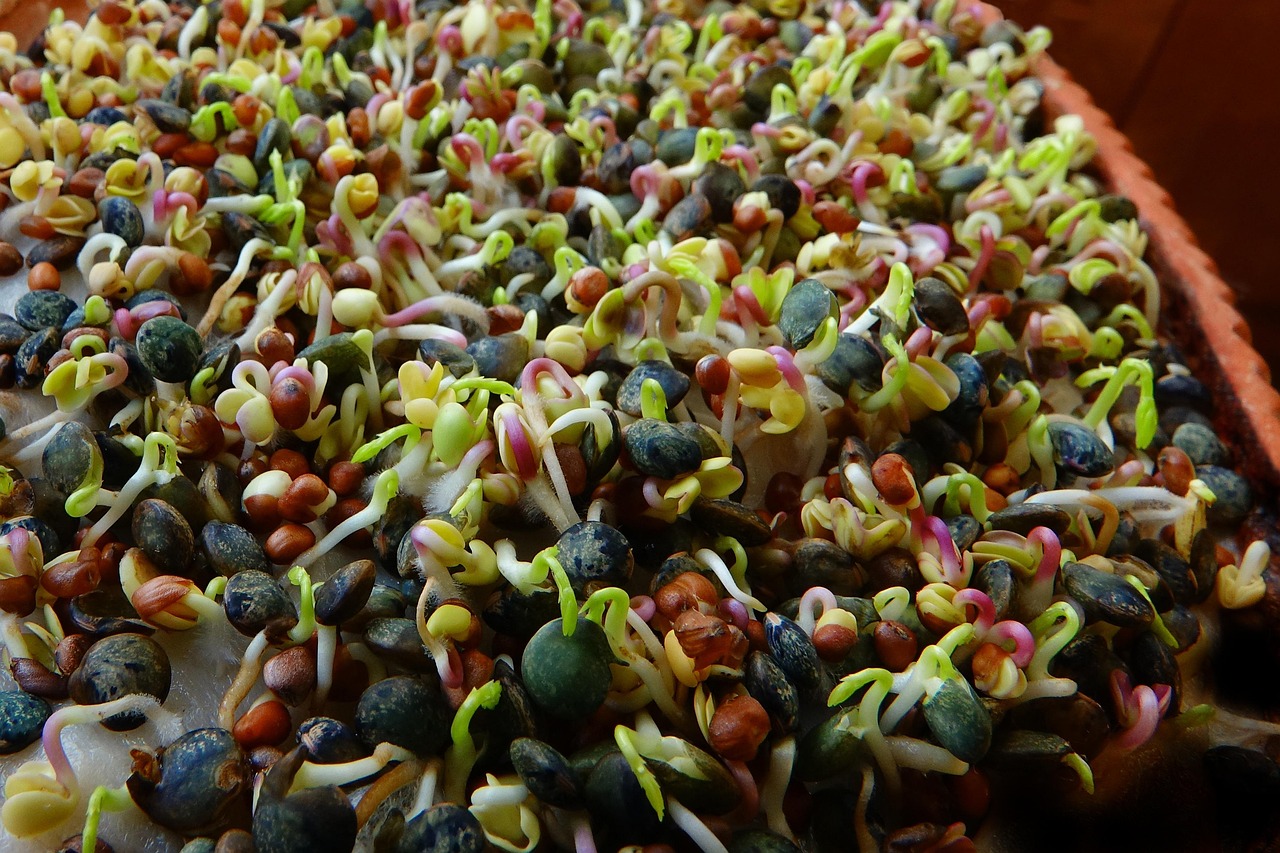 A thriving microgreens business with shelves of fresh greens