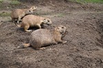 prairie dogs, rodents, animals