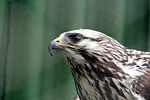 the rough-legged buzzard, rough-legged buzzard, buteo lagopus