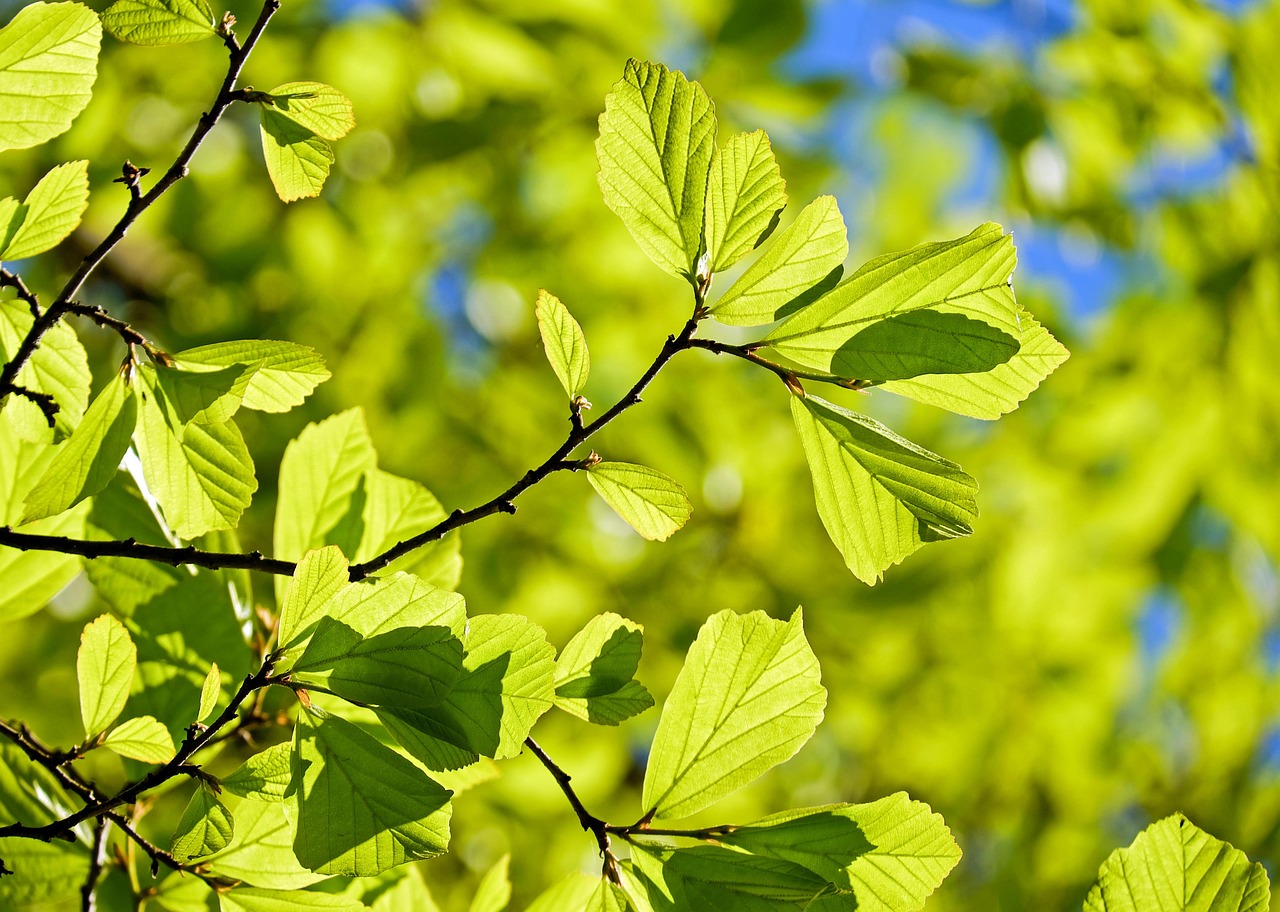 Plus De 300 000 Images De Feuille D Arbre Et De Arbre Pixabay