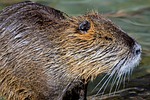 nutria, rodent, water rat