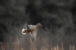 animal, lake, waterside