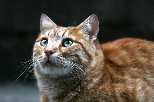Free Animal Cute photo and picture