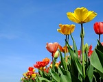 tulips, flowers, bloom