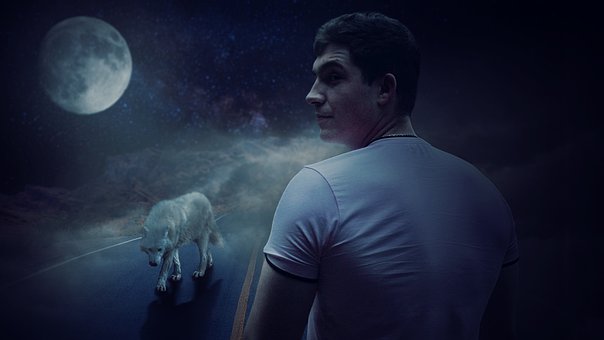 Free Night Wolf photo and picture