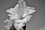 gladiolus, gladidus, butterfly greenhouse
