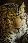 cat, animal world, carnivores