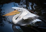 bird, animal world, waters