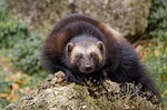 animal world, mammal, nature