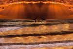 sea, wave, whale