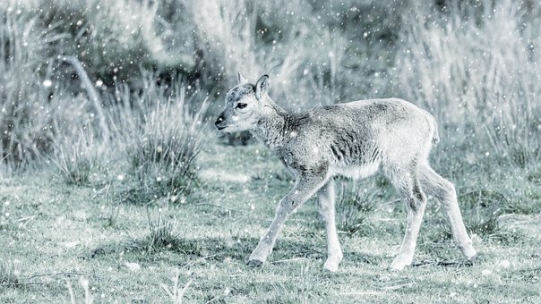 Muflon, Natureza, Inverno, Neve