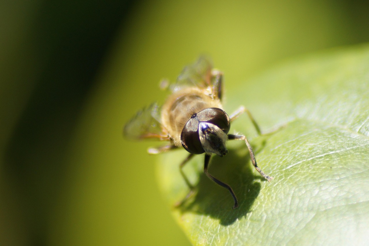 Natur Insekt Tierwelt - Kostenloses Foto auf Pixabay