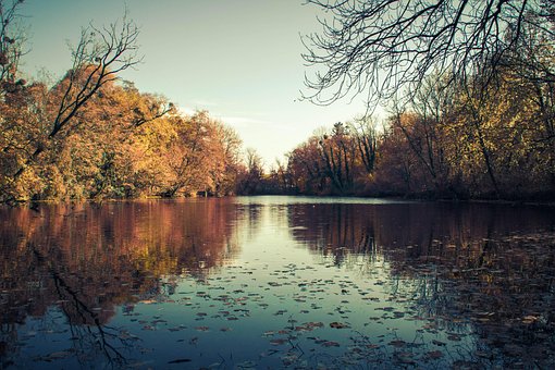 Free Tree Nature photo and picture