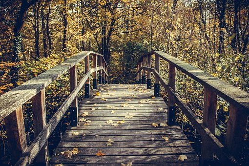 Free Wood Nature photo and picture