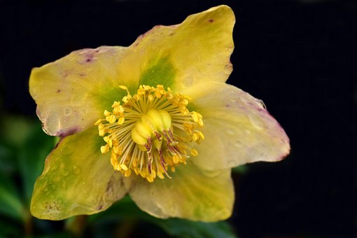 5+ kostenlose Winterharte Christrosen und ChristroseBilder Pixabay