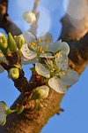 wood, nature, flower