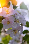 flower, plant, nature
