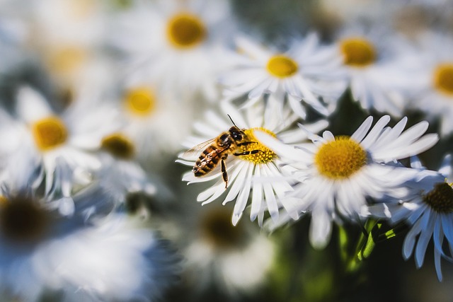 Free Nature Flower Background photo and picture