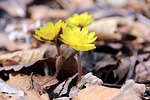 amur adonis, the amur adonis, adonis amurensis