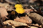 amur adonis, adonis, adonis amurensis