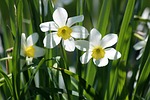 narcissus, flower, plant