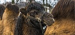 camel, animal, nature