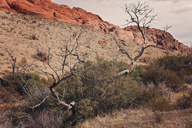 Red Rock Canyon, Las Vegas, Nevada