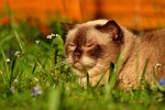 british shorthair, cat, cute