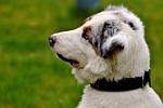 dog, young, play