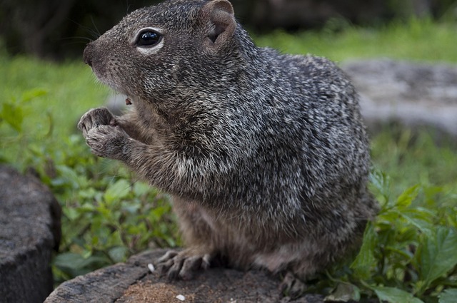 Free Mammal Wildlife photo and picture