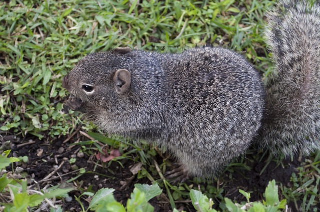 Free Mammal Wildlife photo and picture
