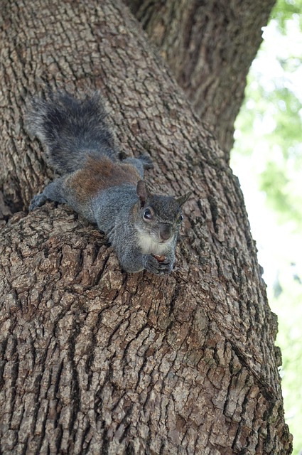 Free Tree Nature photo and picture