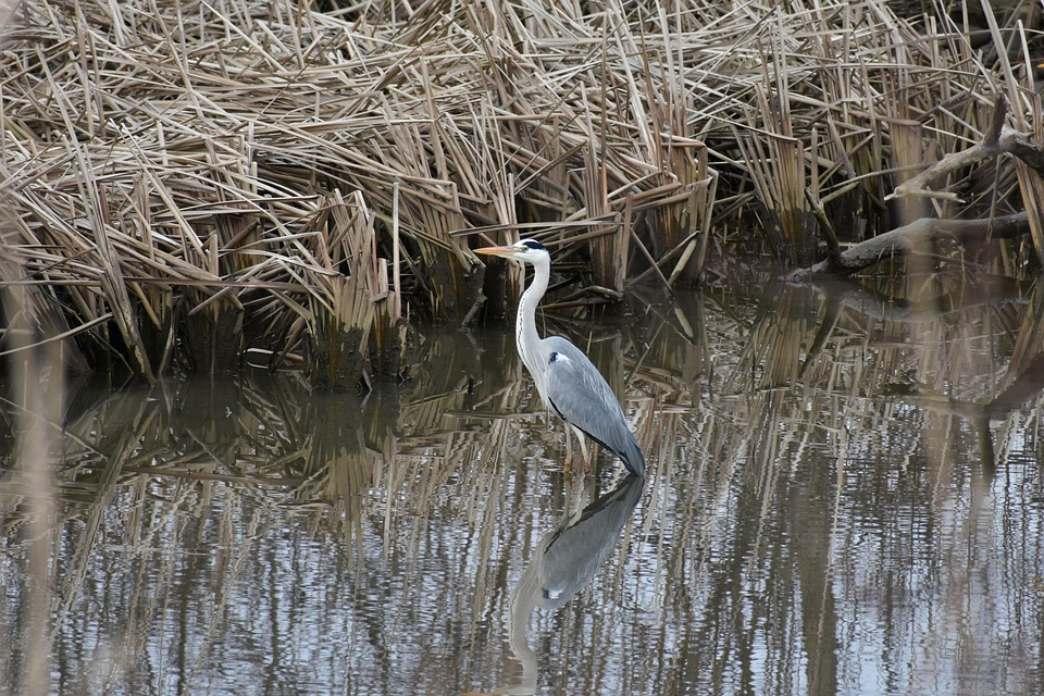 Animal Río Waterside Plantas - Foto gratis en Pixabay - Pixabay
